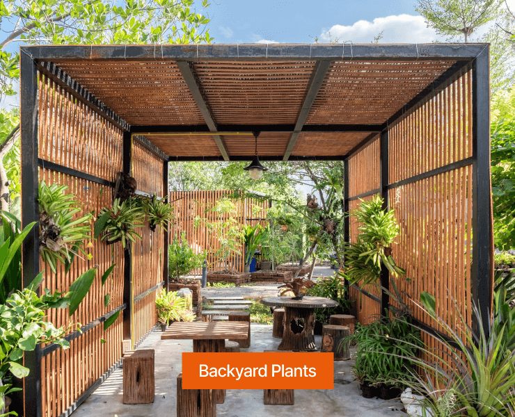 Backyard Plants #1309